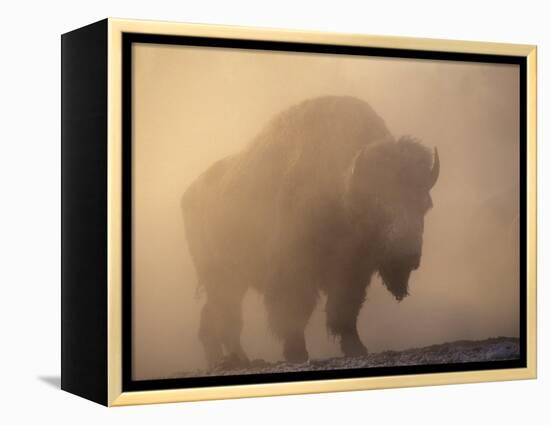 Bison, Bull Silhouetted in Dawn Mist, Yellowstone National Park, USA-Pete Cairns-Framed Premier Image Canvas