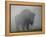 Bison, Bull Silhouetted in Dawn Mist, Yellowstone National Park, USA-Pete Cairns-Framed Premier Image Canvas