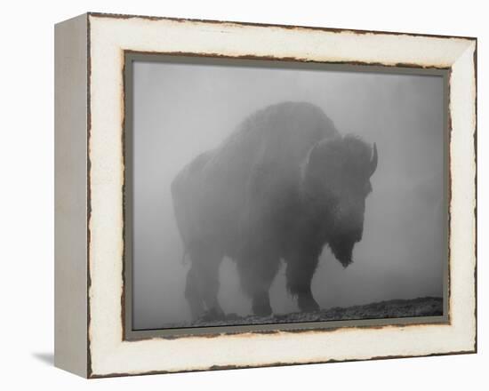 Bison, Bull Silhouetted in Dawn Mist, Yellowstone National Park, USA-Pete Cairns-Framed Premier Image Canvas