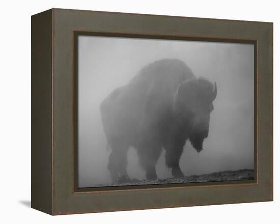 Bison, Bull Silhouetted in Dawn Mist, Yellowstone National Park, USA-Pete Cairns-Framed Premier Image Canvas