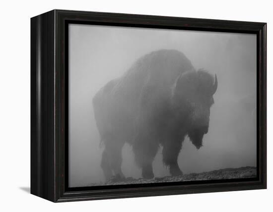 Bison, Bull Silhouetted in Dawn Mist, Yellowstone National Park, USA-Pete Cairns-Framed Premier Image Canvas