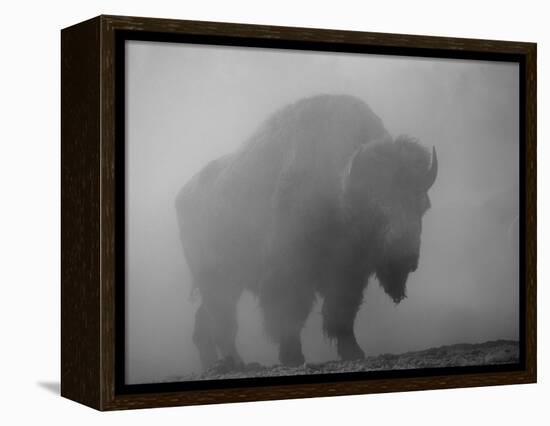 Bison, Bull Silhouetted in Dawn Mist, Yellowstone National Park, USA-Pete Cairns-Framed Premier Image Canvas