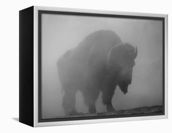 Bison, Bull Silhouetted in Dawn Mist, Yellowstone National Park, USA-Pete Cairns-Framed Premier Image Canvas