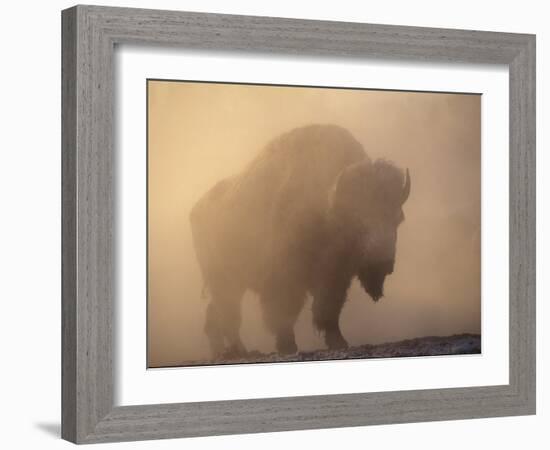 Bison, Bull Silhouetted in Dawn Mist, Yellowstone National Park, USA-Pete Cairns-Framed Photographic Print