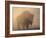 Bison, Bull Silhouetted in Dawn Mist, Yellowstone National Park, USA-Pete Cairns-Framed Photographic Print