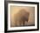 Bison, Bull Silhouetted in Dawn Mist, Yellowstone National Park, USA-Pete Cairns-Framed Photographic Print