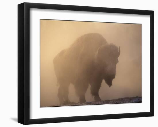 Bison, Bull Silhouetted in Dawn Mist, Yellowstone National Park, USA-Pete Cairns-Framed Photographic Print