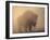 Bison, Bull Silhouetted in Dawn Mist, Yellowstone National Park, USA-Pete Cairns-Framed Photographic Print