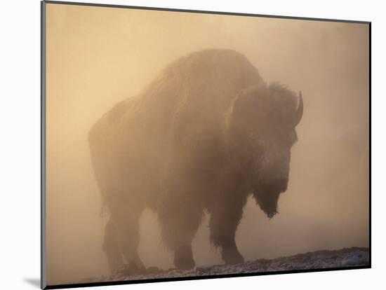 Bison, Bull Silhouetted in Dawn Mist, Yellowstone National Park, USA-Pete Cairns-Mounted Photographic Print