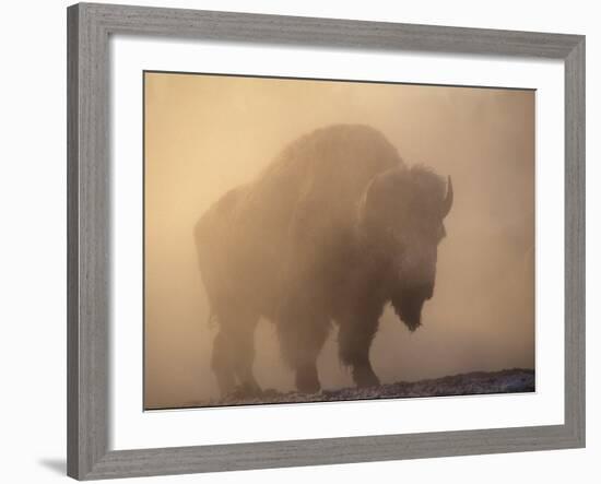 Bison, Bull Silhouetted in Dawn Mist, Yellowstone National Park, USA-Pete Cairns-Framed Photographic Print