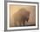 Bison, Bull Silhouetted in Dawn Mist, Yellowstone National Park, USA-Pete Cairns-Framed Photographic Print