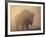 Bison, Bull Silhouetted in Dawn Mist, Yellowstone National Park, USA-Pete Cairns-Framed Photographic Print