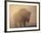 Bison, Bull Silhouetted in Dawn Mist, Yellowstone National Park, USA-Pete Cairns-Framed Photographic Print