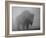 Bison, Bull Silhouetted in Dawn Mist, Yellowstone National Park, USA-Pete Cairns-Framed Photographic Print