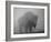 Bison, Bull Silhouetted in Dawn Mist, Yellowstone National Park, USA-Pete Cairns-Framed Photographic Print