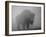 Bison, Bull Silhouetted in Dawn Mist, Yellowstone National Park, USA-Pete Cairns-Framed Photographic Print