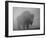 Bison, Bull Silhouetted in Dawn Mist, Yellowstone National Park, USA-Pete Cairns-Framed Photographic Print