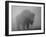 Bison, Bull Silhouetted in Dawn Mist, Yellowstone National Park, USA-Pete Cairns-Framed Photographic Print