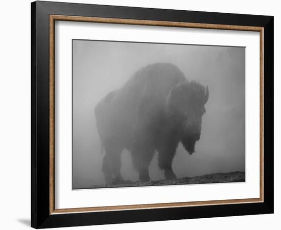 Bison, Bull Silhouetted in Dawn Mist, Yellowstone National Park, USA-Pete Cairns-Framed Photographic Print