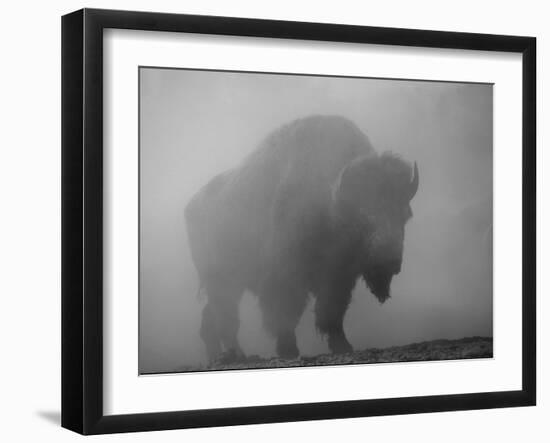 Bison, Bull Silhouetted in Dawn Mist, Yellowstone National Park, USA-Pete Cairns-Framed Photographic Print