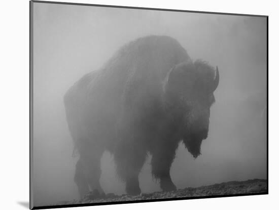 Bison, Bull Silhouetted in Dawn Mist, Yellowstone National Park, USA-Pete Cairns-Mounted Photographic Print