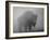 Bison, Bull Silhouetted in Dawn Mist, Yellowstone National Park, USA-Pete Cairns-Framed Photographic Print