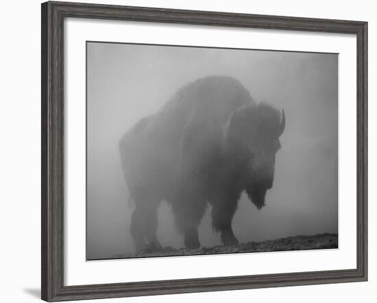 Bison, Bull Silhouetted in Dawn Mist, Yellowstone National Park, USA-Pete Cairns-Framed Photographic Print