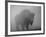 Bison, Bull Silhouetted in Dawn Mist, Yellowstone National Park, USA-Pete Cairns-Framed Photographic Print