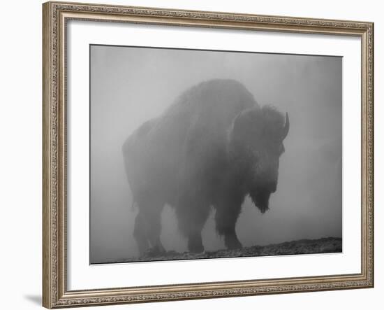 Bison, Bull Silhouetted in Dawn Mist, Yellowstone National Park, USA-Pete Cairns-Framed Photographic Print