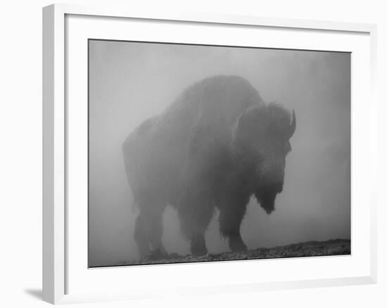 Bison, Bull Silhouetted in Dawn Mist, Yellowstone National Park, USA-Pete Cairns-Framed Photographic Print