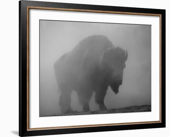 Bison, Bull Silhouetted in Dawn Mist, Yellowstone National Park, USA-Pete Cairns-Framed Photographic Print