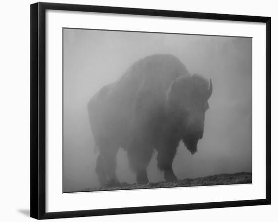 Bison, Bull Silhouetted in Dawn Mist, Yellowstone National Park, USA-Pete Cairns-Framed Photographic Print