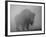 Bison, Bull Silhouetted in Dawn Mist, Yellowstone National Park, USA-Pete Cairns-Framed Photographic Print