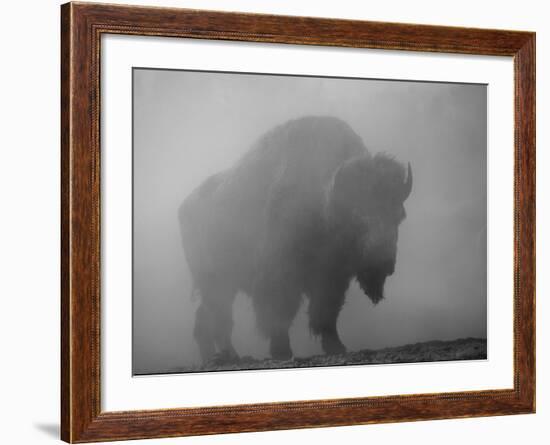 Bison, Bull Silhouetted in Dawn Mist, Yellowstone National Park, USA-Pete Cairns-Framed Photographic Print