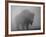 Bison, Bull Silhouetted in Dawn Mist, Yellowstone National Park, USA-Pete Cairns-Framed Photographic Print