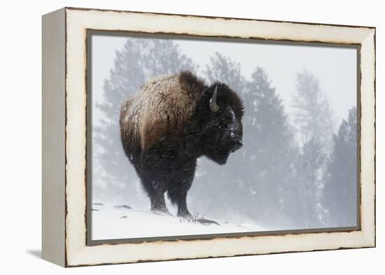 Bison Bull, Winter Storm-Ken Archer-Framed Premier Image Canvas