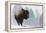 Bison Bull, Winter Storm-Ken Archer-Framed Premier Image Canvas