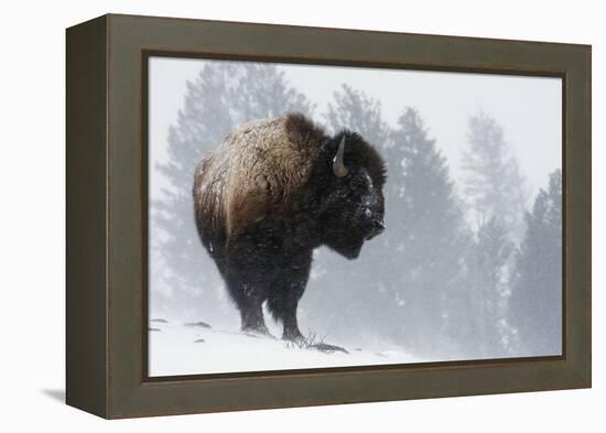 Bison Bull, Winter Storm-Ken Archer-Framed Premier Image Canvas