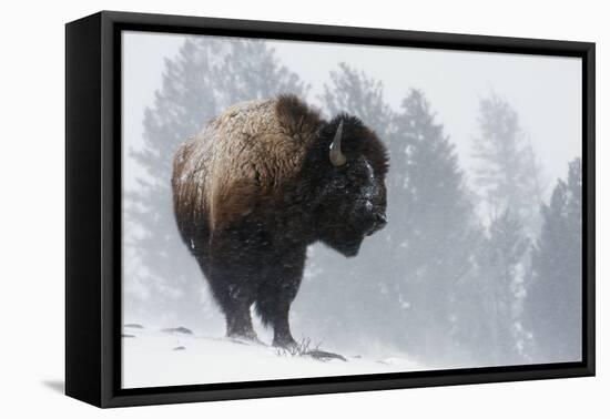 Bison Bull, Winter Storm-Ken Archer-Framed Premier Image Canvas