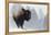 Bison Bull, Winter Storm-Ken Archer-Framed Premier Image Canvas