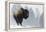 Bison Bull, Winter Storm-Ken Archer-Framed Premier Image Canvas