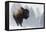 Bison Bull, Winter Storm-Ken Archer-Framed Premier Image Canvas