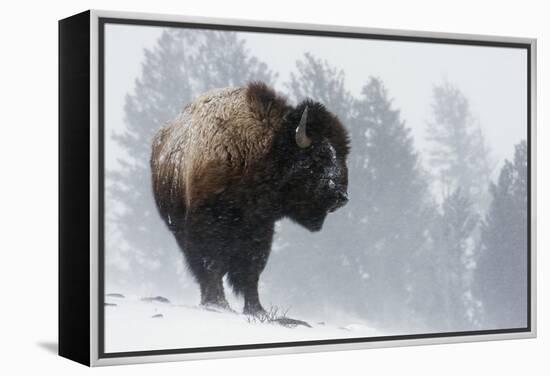 Bison Bull, Winter Storm-Ken Archer-Framed Premier Image Canvas