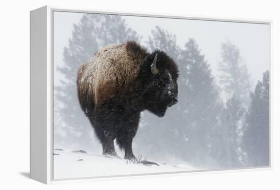 Bison Bull, Winter Storm-Ken Archer-Framed Premier Image Canvas