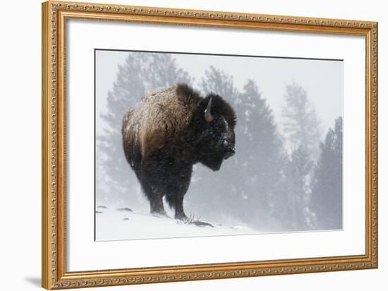 Bison Bull, Winter Storm-Ken Archer-Framed Photographic Print