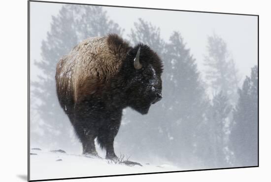 Bison Bull, Winter Storm-Ken Archer-Mounted Photographic Print