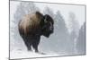 Bison Bull, Winter Storm-Ken Archer-Mounted Photographic Print