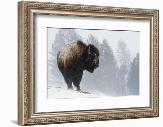 Bison Bull, Winter Storm-Ken Archer-Framed Photographic Print