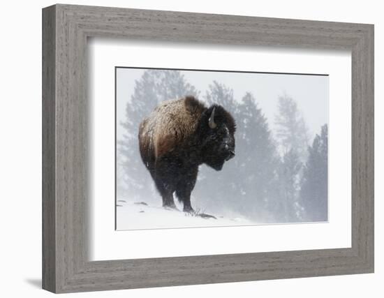 Bison Bull, Winter Storm-Ken Archer-Framed Photographic Print