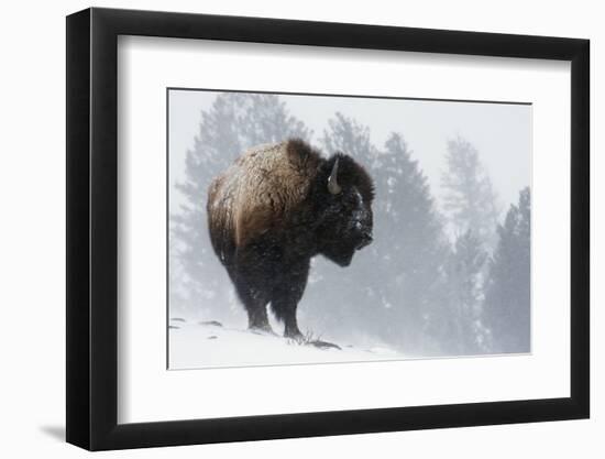 Bison Bull, Winter Storm-Ken Archer-Framed Photographic Print